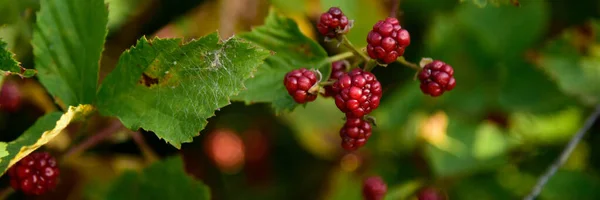 Blackberry фрукты растут на ветке ежевики в дикой природе — стоковое фото