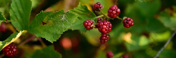 Björnbär som växer på grenar av björnbär i naturen — Stockfoto