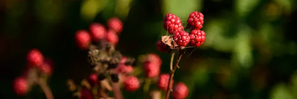 Blackberry fruit growing on branch blackberries in wild — Stock Photo, Image