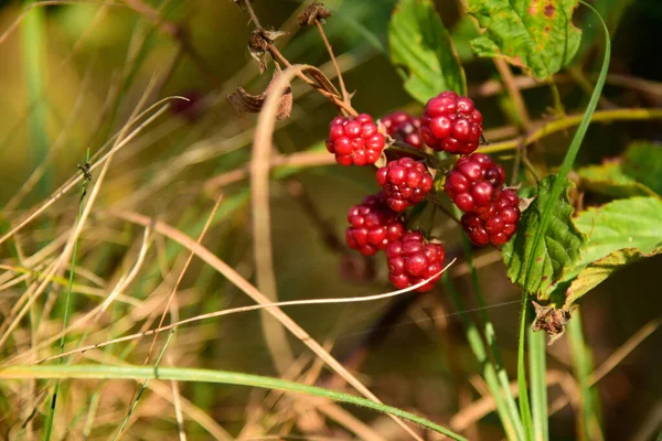 Brombeerfrüchte wachsen in freier Wildbahn auf Zweig-Brombeeren — Stockfoto