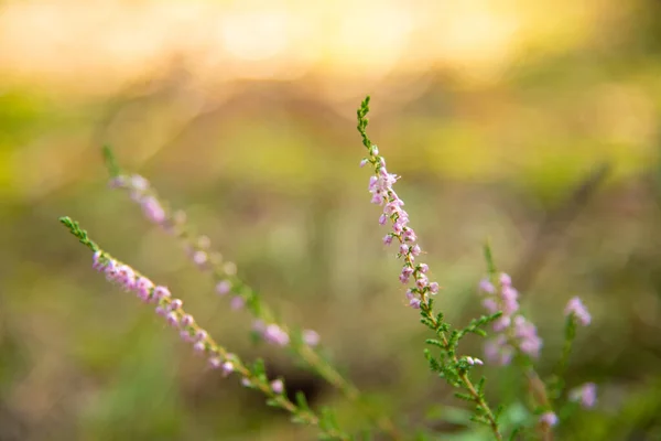 Primer plano vista de la naturaleza de la flor azul en la vegetación borrosa —  Fotos de Stock