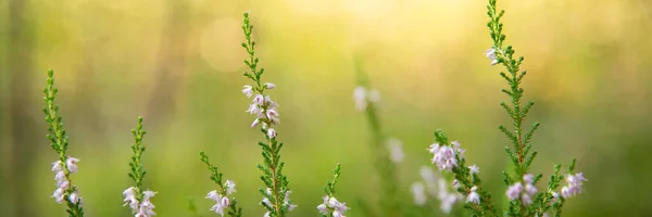 Primer plano vista de la naturaleza de la flor azul en la vegetación borrosa —  Fotos de Stock