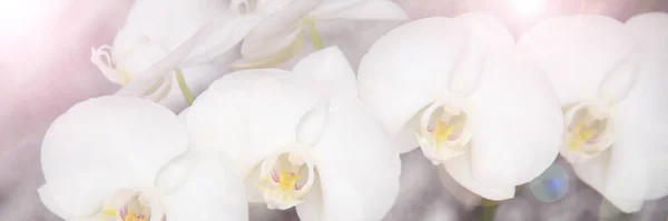 vintage color orchids in soft color and blur style