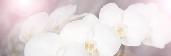 vintage color orchids in soft color and blur style
