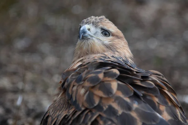 Mäusebussard hautnah Porträt Greifvogel — Stockfoto