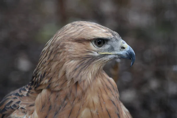 Buzzard buteo närbild porträtt raptor fågel — Stockfoto