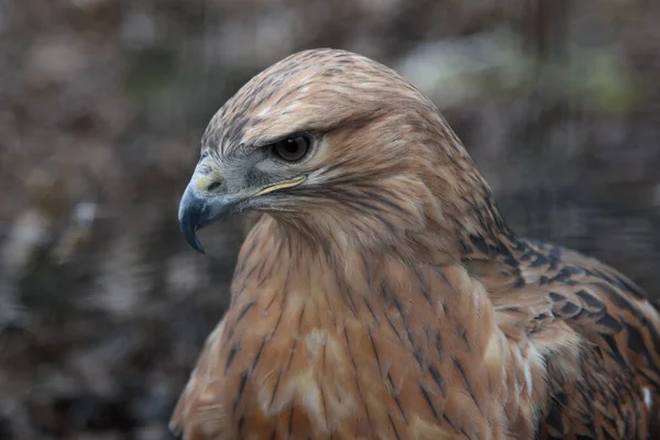 Mäusebussard hautnah Porträt Greifvogel — Stockfoto