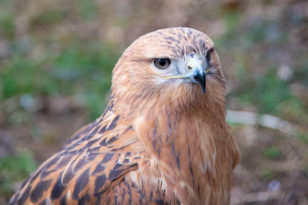 Buzzard buteo close up retrato raptor pássaro — Fotografia de Stock