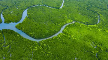 Tayland 'da hava manzaralı mangrov ormanları, tropikal mang nehri.