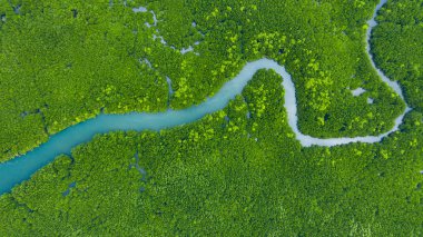Tayland 'da hava manzaralı mangrov ormanları, tropikal mang nehri.
