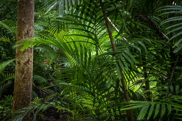 热带丛林，有不同树木的热带雨林. — 图库照片