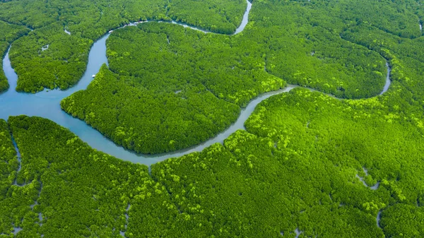 Aerial view mangrove jungles in Thailand, River in tropical mang