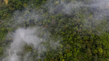 Ormanın sisli havadan görünüşü, ormanın dokusu.