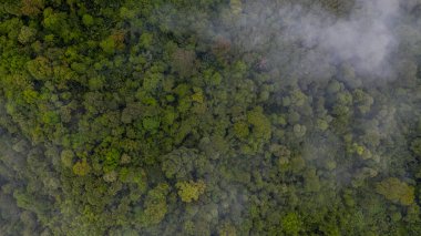 Ormanın sisli havadan görünüşü, ormanın dokusu.