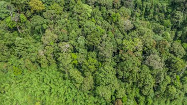 Orman manzarası yukarıdan, hava manzaralı orman..