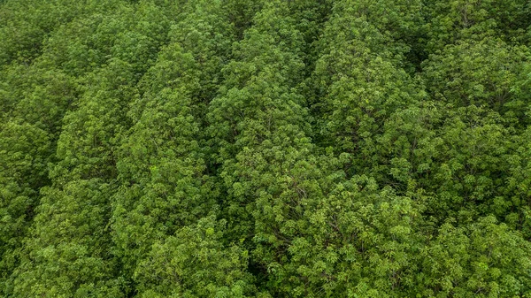 Aerial view rubber tree forest, Top view of rubber tree and leaf plantation.