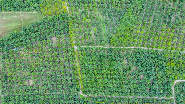 Aerial view agricultural industry of green oil palm tree plantation.