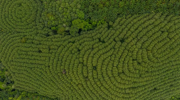 Aerial View Rubber Tree Forest Top View Rubber Tree Leaf — Stock Photo, Image