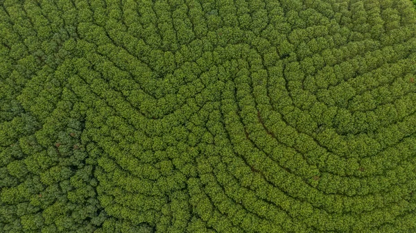 Aerial View Rubber Tree Forest Top View Rubber Tree Leaf — Stock Photo, Image