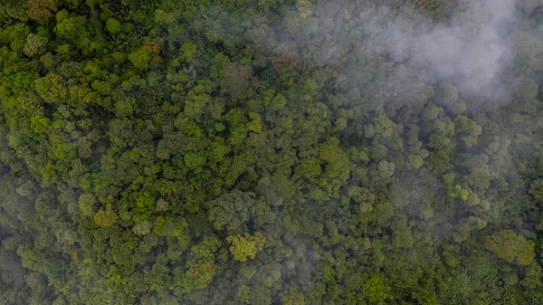 Aerial view of forest with mist, texture of forest.
