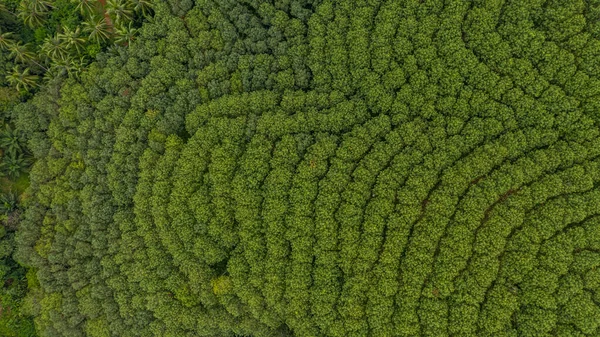 Aerial View Rubber Tree Forest Top View Rubber Tree Leaf — Stock Photo, Image