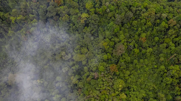 Aerial view of forest with mist, texture of forest.