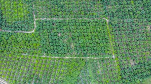 Aerial View Agricultural Industry Green Oil Palm Tree Plantation — Stock Photo, Image