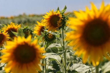 Bulgaristan, Haziran 28, 2009: Güneşli bir günde ayçiçeği alanında tam çiçek.