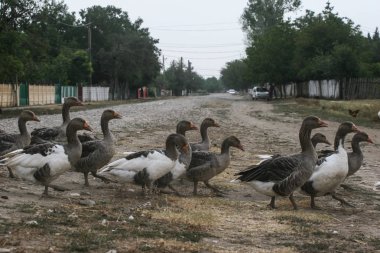 Karşıdan karşıya geçerken ördekler 