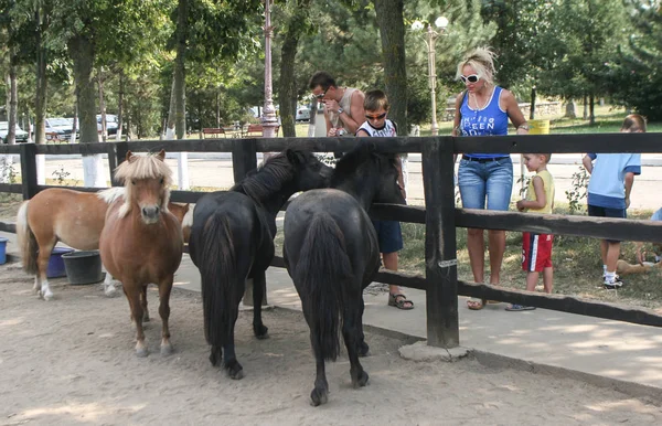 Slobozia Rumania Agosto 2009 Los Turistas Están Interactuando Con Ponis —  Fotos de Stock