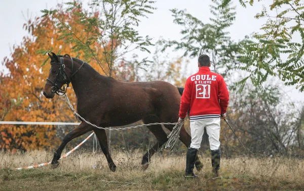 Competencia internacional de caballos —  Fotos de Stock