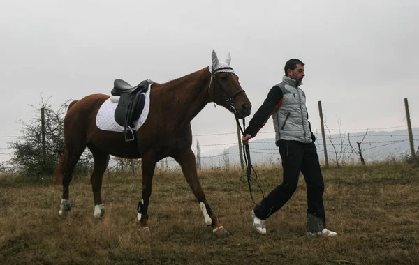 国际马竞争 — 图库照片