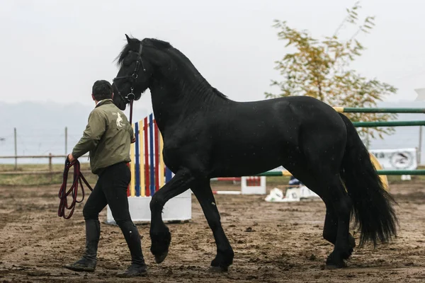 Competencia internacional de caballos —  Fotos de Stock