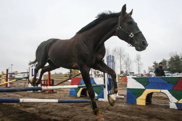 Competencia internacional de caballos —  Fotos de Stock