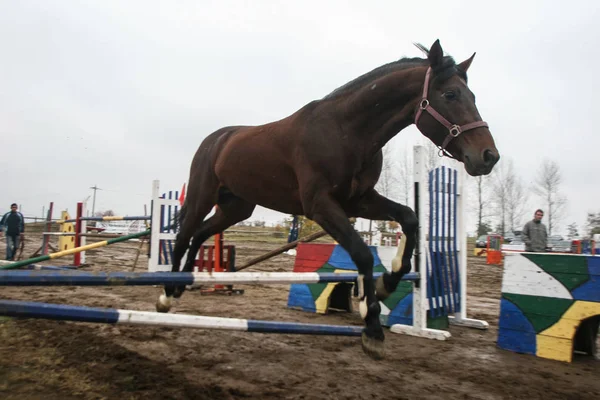 Competencia de caballos —  Fotos de Stock