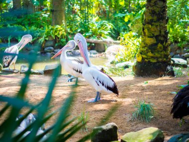 güzel beyaz Pelikan