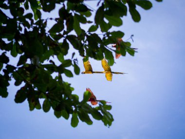 Uçan güzel Macaw