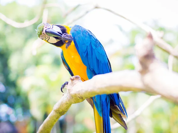 Colorful Macaw Bird Scratching — Stock Photo, Image