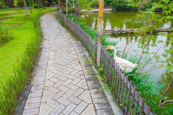 Beyaz ördek bekleyen yanında Footpath