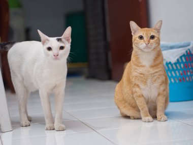 Turuncu Ginger Cat oturma