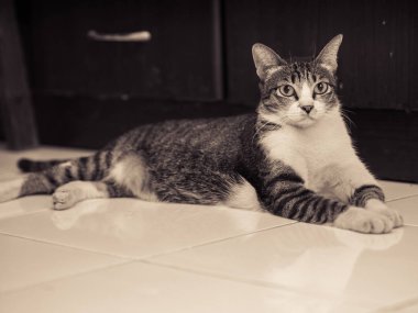 Yerde yatarken siyah beyaz kedi