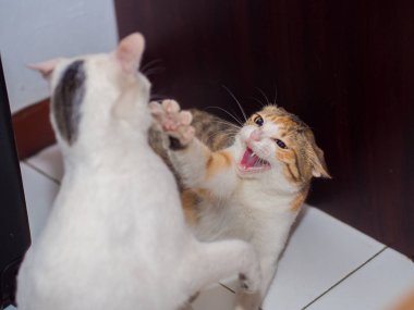 Kedi gösterilen Fang ile mücadele