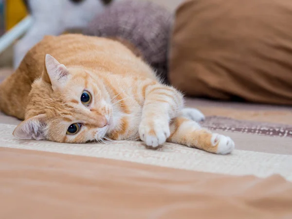 Τζίντζερ λίπος γάτα στο κρεβάτι — Φωτογραφία Αρχείου