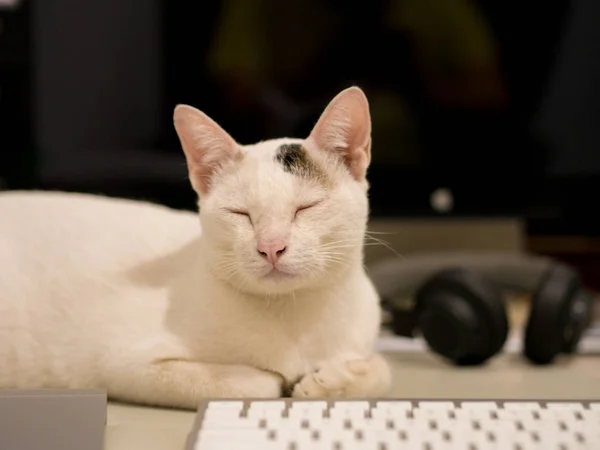 Γάτα ύπνο πίσω από το πληκτρολόγιο — Φωτογραφία Αρχείου