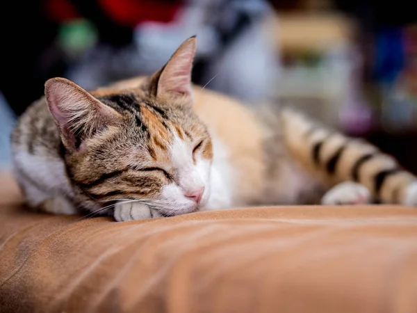 Χαριτωμένο γάτα ύπνο στο κρεβάτι — Φωτογραφία Αρχείου