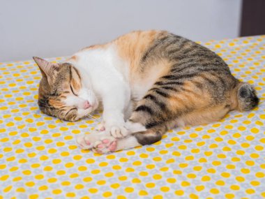 Çizgili kedi uyku yatakta 