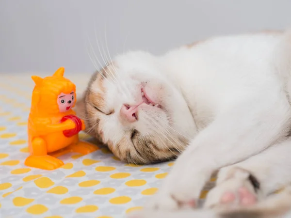 Ριγέ γάτα ύπνο με το παιχνίδι στο κρεβάτι — Φωτογραφία Αρχείου