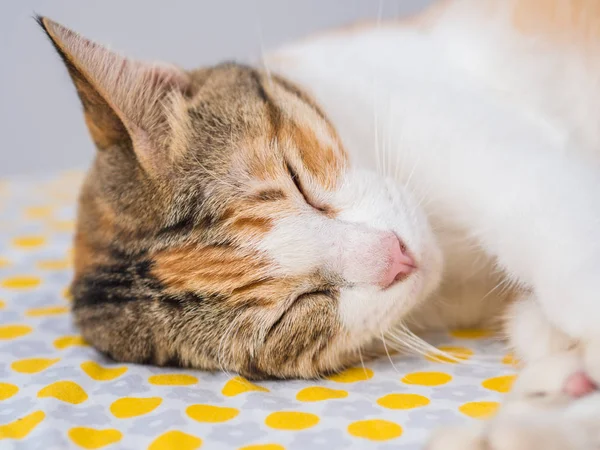 Closeup ριγέ γάτα ύπνο στο κρεβάτι — Φωτογραφία Αρχείου