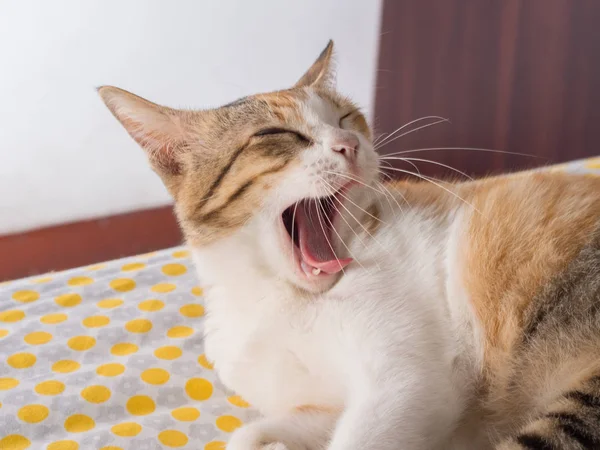 Ριγέ γάτα χασμουρητό στο κρεβάτι — Φωτογραφία Αρχείου