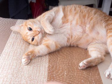 Kedi fotoğraf makinesi arayan gözlerle yatakta rahatlatıcı